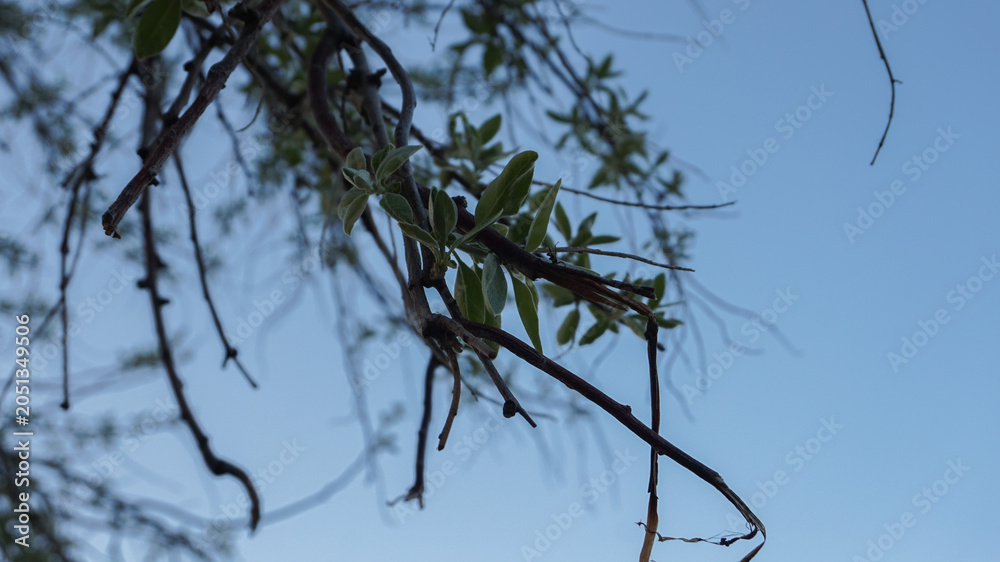 Obraz premium A close-up view of delicate tree branches with small green leaves reaching up towards a clear blue sky.