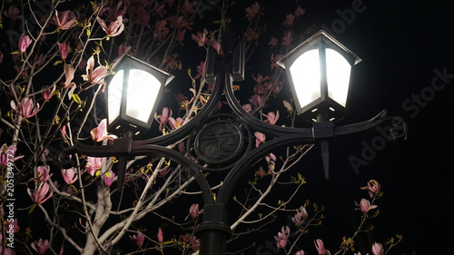 Cuadro en lienzo A striking night-time photograph of an ornate double-headed vintage street lamp, its bright lights casting a glow upon the surrounding pink blossoms of a magnolia tree in an urban garden