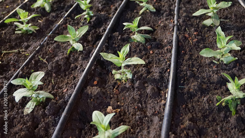 Foto A close-up view of young green seedlings planted in neat rows in fertile dark soil, equipped with an efficient black drip irrigation system for watering in a greenhouse