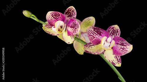 Orchid Blossoms. Blooming Yellow - Magenta Orchid Phalaenopsis Flower on Black Background. Time Lapse. 4K.