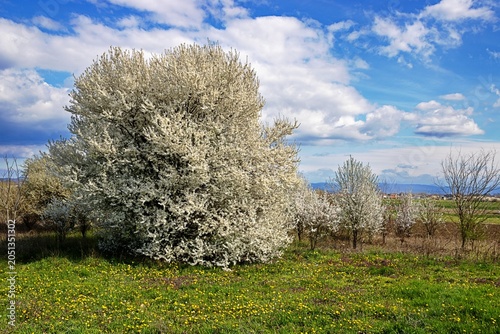 gradina, serbien - frühling mit blütenbaum