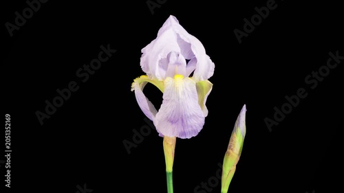 Iris Blossoms. Blooming White Iris Flower on Black Background. Time Lapse. 4K.