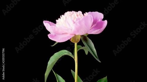 Pink Peony Blossoms. Time Lapse of Beautiful Pink Peony Flowers Blooming on Black Background. 4K.