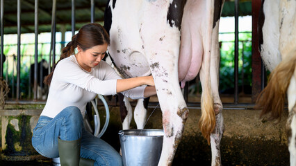 Hand milking cow into bucket in dairy farm barn during milk production