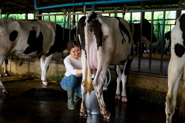 Dairy worker woman attaching milking machine to cow udder in dairy farm production process