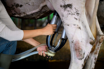 Attaching milking machine to cow udder in dairy farm production process