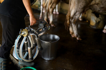 Cropped shot hand carrying milking machine equipment in dairy farm before milk collection process