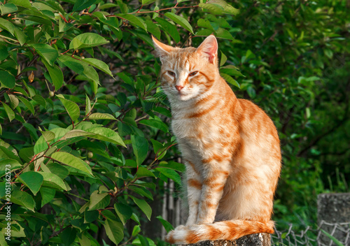 Ginger Cat Sitting on Stone Post in Garden