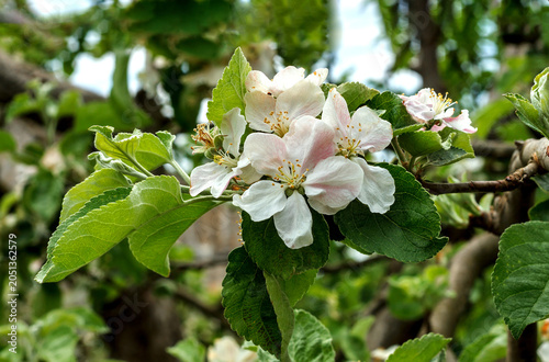 Apple Tree Blossoms with White Flowers in Spring Orchard