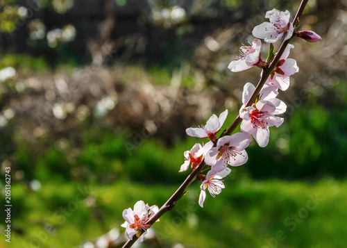 Spring Blossom Branch of Peach with Soft Pink Flowers