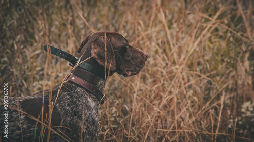 Canvas Print german shorthaired pointer