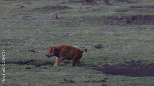 Bison Calf in Srping in Yellowstone National Park Wyoming