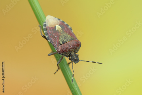 Dolycoris baccarum insect on a stick
