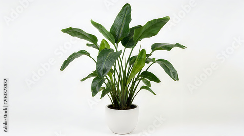 Tall green bird of paradise plant in a minimalist white round planter, isolated on white background