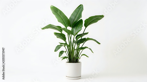 Lush green bird of paradise houseplant in a white ceramic pot, isolated on white background