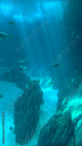 Sunbeams Penetrating Deep Blue Ocean Water with Stingrays