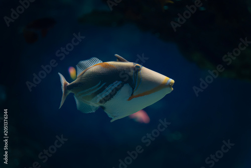 Reef Triggerfish Swimming in Deep Blue Water
