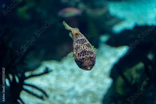 Pufferfish Swimming Top Down View Underwater