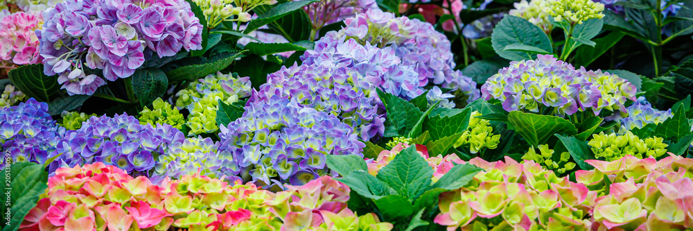 Obraz premium Colorful hydrangeas bloom in a garden during the bright daytime in spring showcasing various shades and shapes