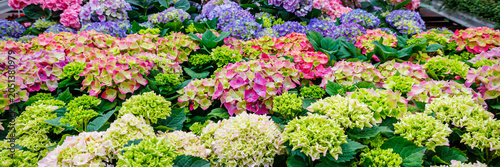 Schilderij op canvas Colorful flowers grow in a garden during spring in a sunny location with many bl