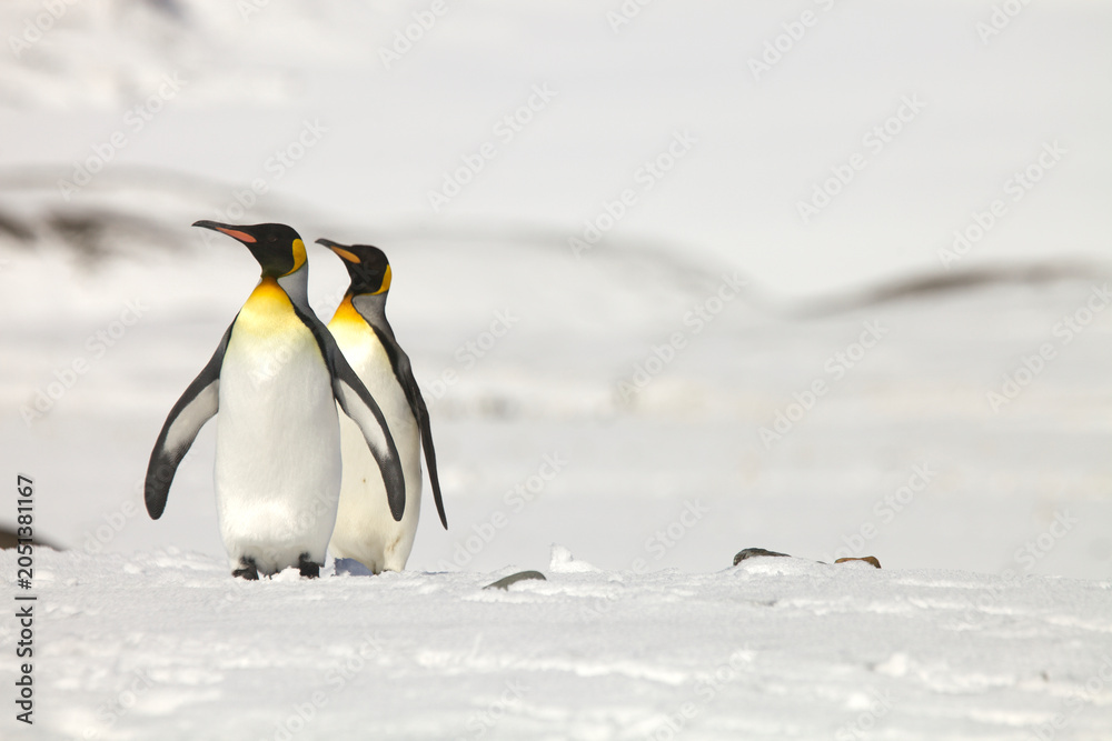Obraz premium King penguins on South Georgia Island