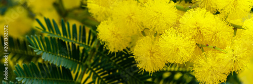 Canvastavla Bright yellow flowers bloom on green leaves in a garden during spring season und
