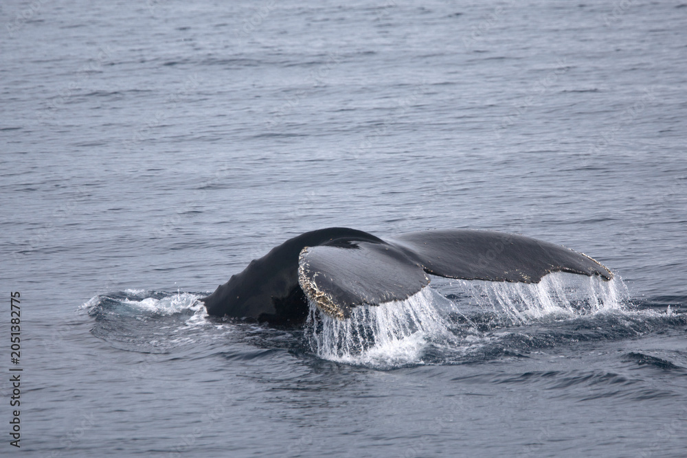 Obraz premium Humpback whale tail while diving in the Southern Ocean