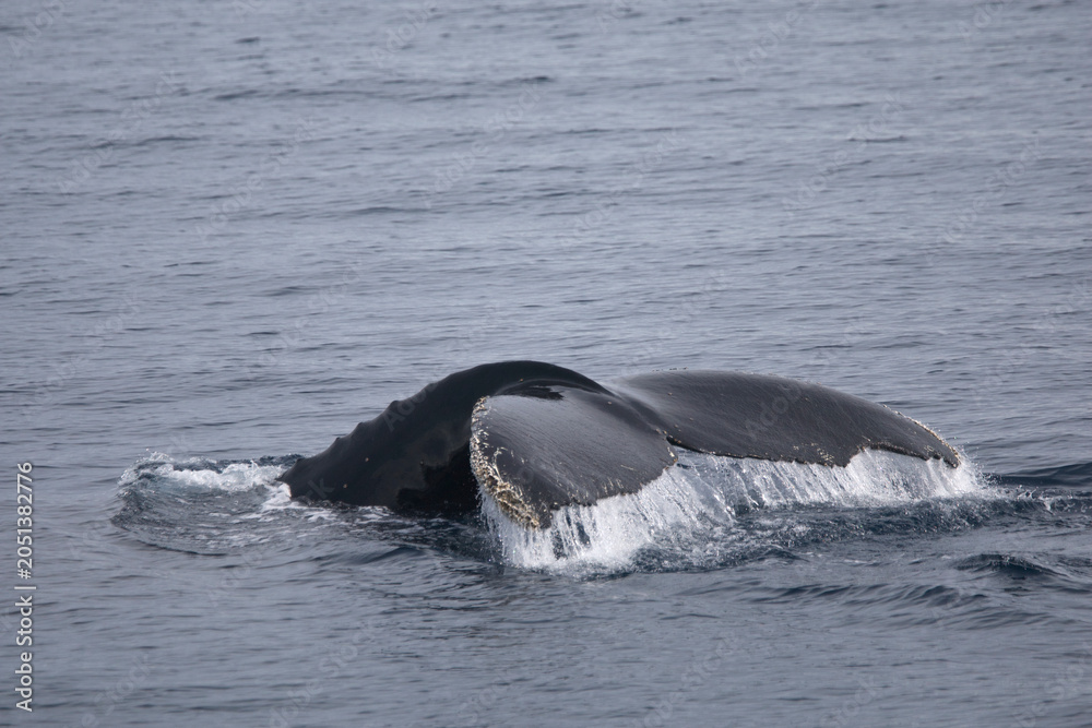 Obraz premium Humpback whale tail while diving in the Southern Ocean