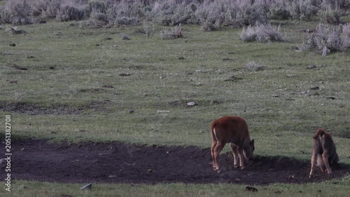 Bison Cows  and Calf in Yellowstone National Park Wyoming in Springtime
