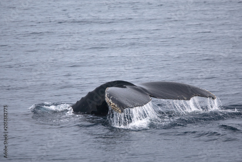 Photos Humpback whale tail while diving in the Southern Ocean