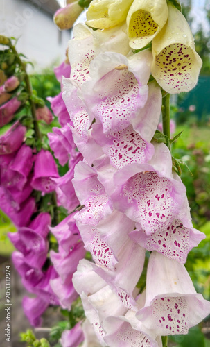 Pink and white foxglove flowers with raindrops in garden