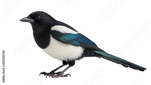 фотографія Black and white magpie bird with blue iridescent feathers, isolated on transpare