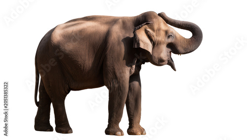 Photography Majestic Asian elephant with trunk raised, isolated on transparent background