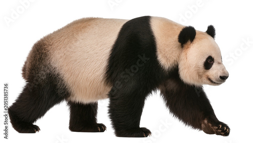 Quadro su tela Giant panda bear walking, isolated on transparent background