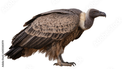 Obraz na plátně Large brown vulture with grey head and white neck feathers, isolated on transpar