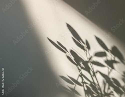 soft overlapping plant stem shadows on pale grey wall
