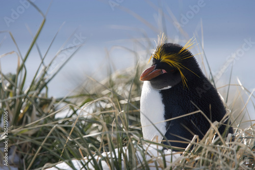 Foto Macaroni penguin on South Georgia Island
