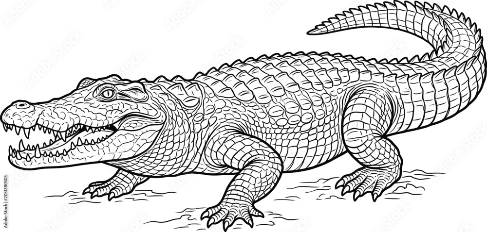 Obraz premium crocodile isolated on white background