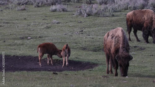 Bison Calf in Srping in Yellowstone National Park Wyoming
