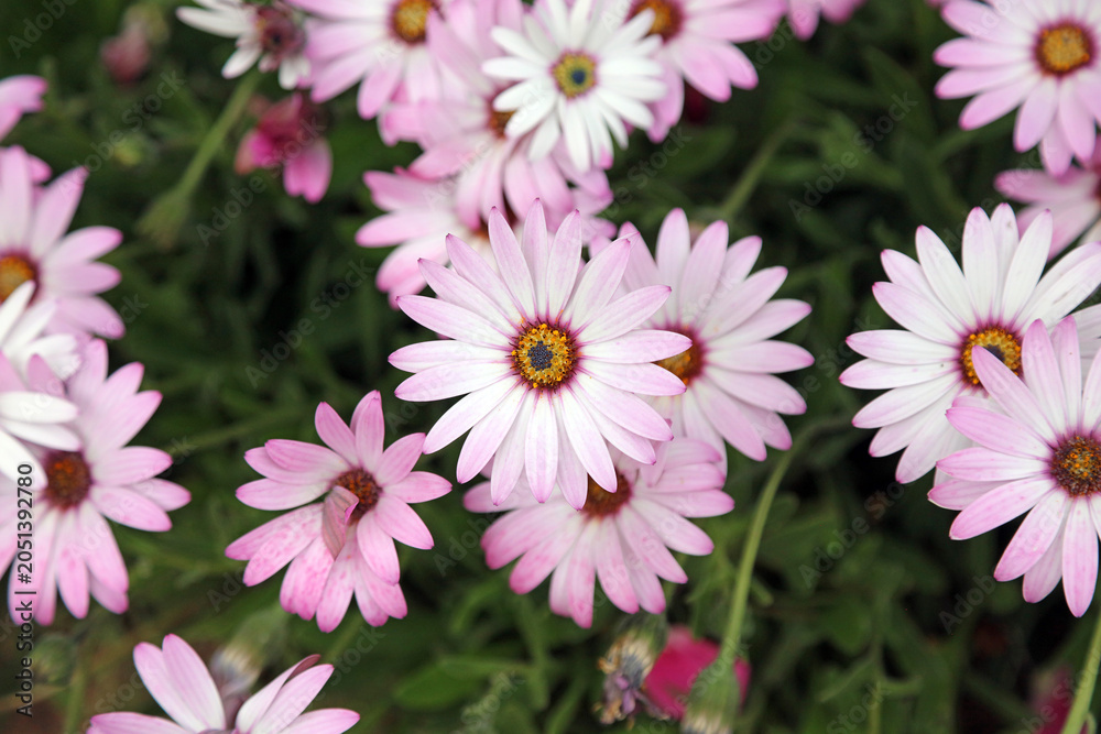 Fototapeta premium Macro image of a cluster of sunlit Rain Daisy blooms, South Yorkshire England 