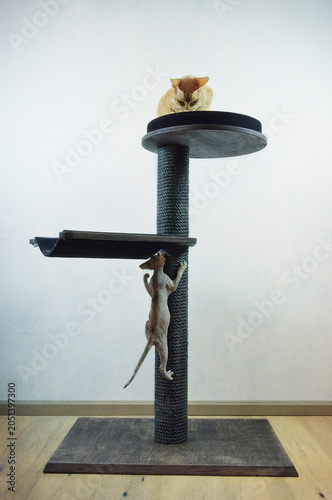 Konstfotografi Devon Rex Katze und Kitten mit ihrem Kratzbaum