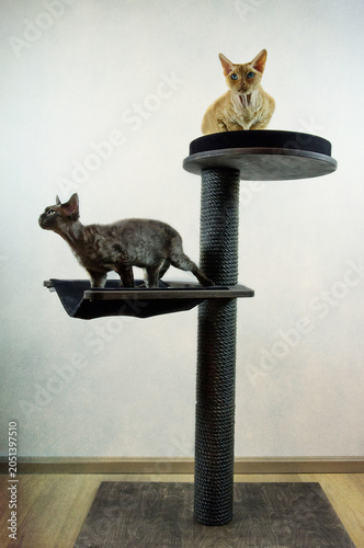 Cuadro en lienzo Devon Rex Katzen auf ihrem Kratzbaum