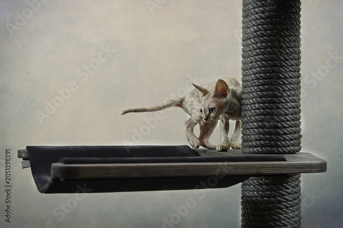 Billede på lærred Devon Rex Kitten auf seinem Kratzbaum