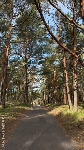 Pine forest road near the Baltic coast in Klaipeda