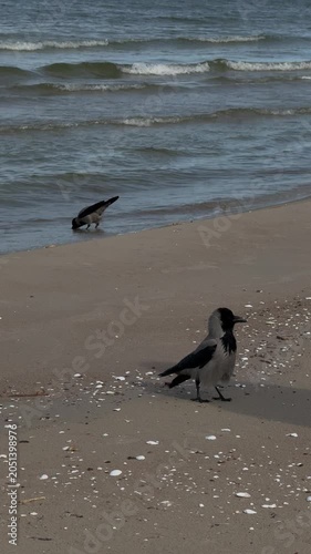 Hooded crows feeding on Baltic Sea beach
