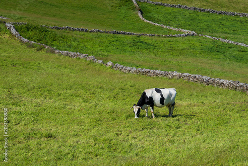 Obraz na plátně Una vaca holstein o frisona pasta sola en un campo de hierba verde, delimitado por muros de piedra tradicionales en la isla de Flores, Azores