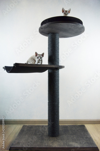 Bild auf Leinwand Devon Rex Kittens auf ihrem Kratzbaum
