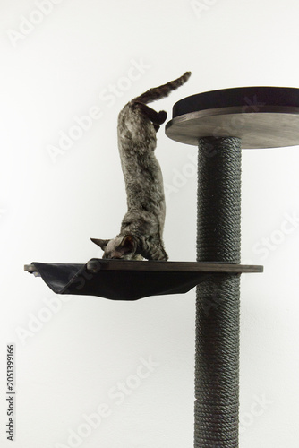 Canvastavla Aktive Devon Rex Katze auf ihrem Kratzbaum