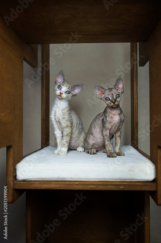 Cuadro en lienzo Porträt von zwei Devon Rex Kittens