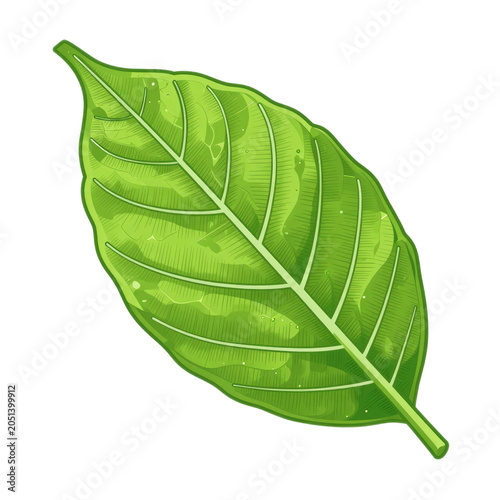 An artistic detailed illustration of a vibrant green leaf with visible veins, water droplets, and organic texture, highlighting plant beauty and natural freshness.